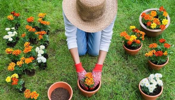 Concurso jardinería 🌼🌺🌼🌺🌺🌼 1