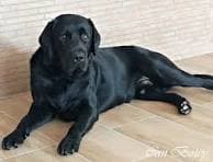 se-perdio-perro-labrador-negro-en-la-zona-de-el-pinar-se-ag